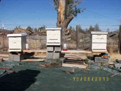 Bees: Time for an Early Season Tune-Up Image